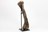 Fossil Hadrosaur (Edmontosaurus) Left Humerus - Montana #207034-2